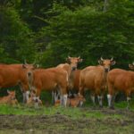 Community-led ecotourism protects rebounding wild cattle in Thailand