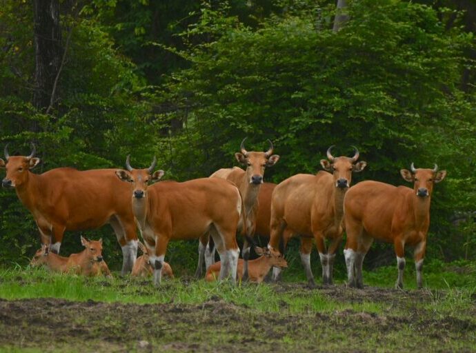 Community-led ecotourism protects rebounding wild cattle in Thailand