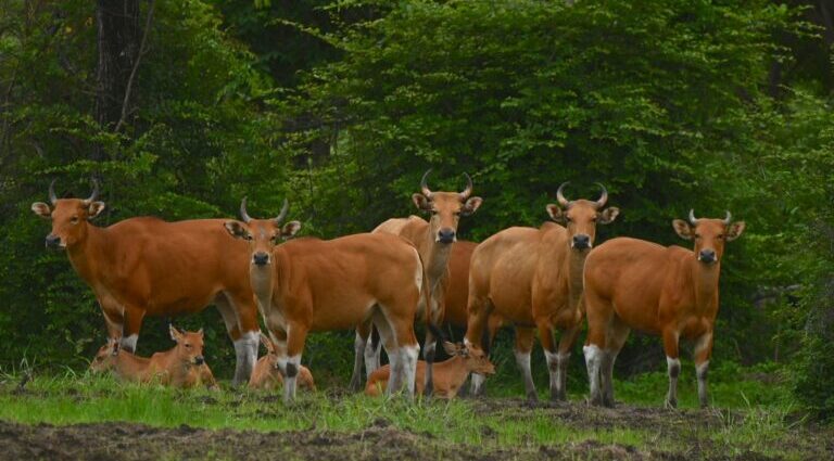 Community-led ecotourism protects rebounding wild cattle in Thailand