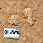 Why Geologists Love Pond Scum