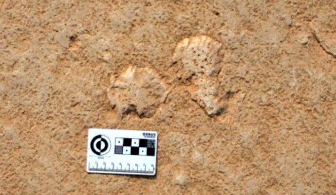 Why Geologists Love Pond Scum