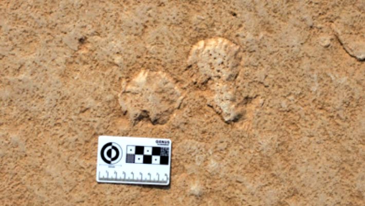 Why Geologists Love Pond Scum