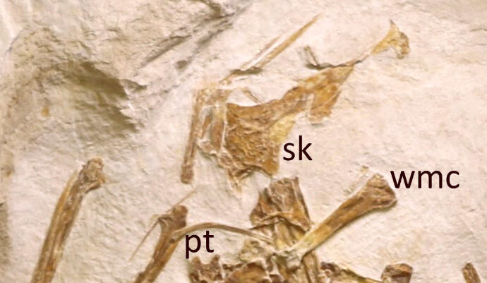 New Jurassic Pterosaur Unearthed in Germany