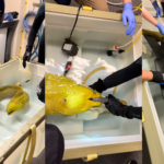 Thomas the moray eel goes to the doctor