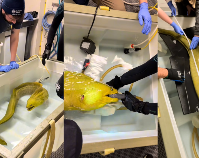 Thomas the moray eel goes to the doctor