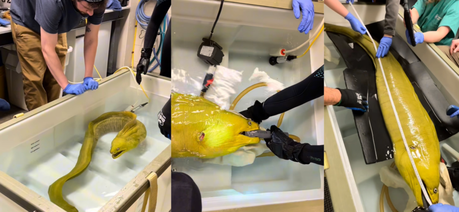 Thomas the moray eel goes to the doctor