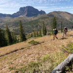 Logging Project Near Yellowstone Could Threaten Wildlife Habitat and Tourist-Dependent Businesses