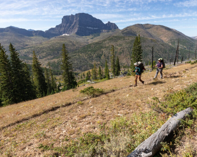 Logging Project Near Yellowstone Could Threaten Wildlife Habitat and Tourist-Dependent Businesses