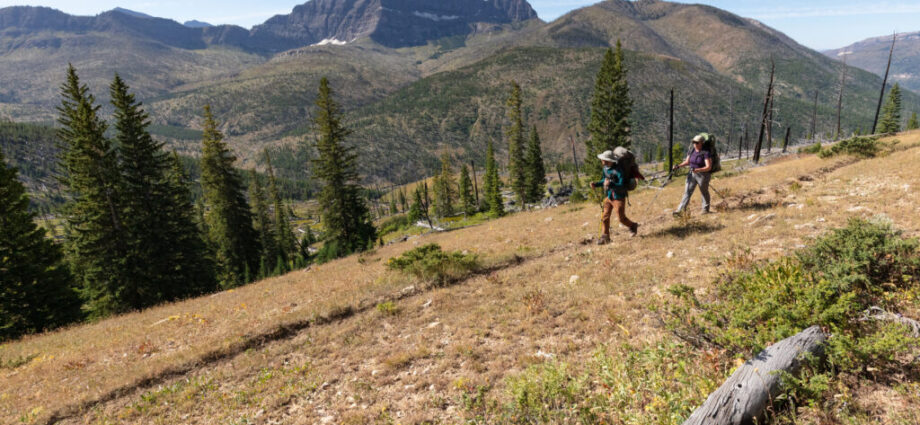 Logging Project Near Yellowstone Could Threaten Wildlife Habitat and Tourist-Dependent Businesses