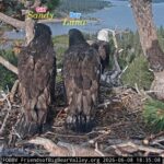 Jackie and Shadow’s chicks’ genders revealed: It’s a boy…and a girl!