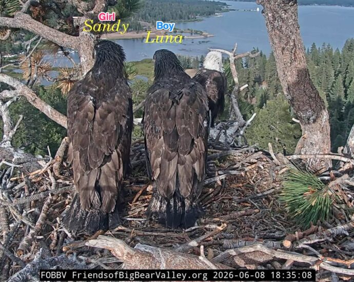 Jackie and Shadow’s chicks’ genders revealed: It’s a boy…and a girl!