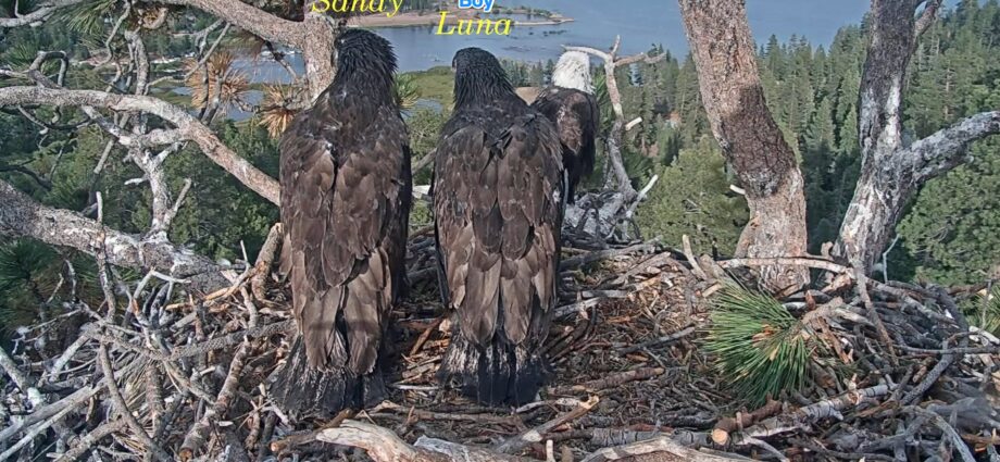 Jackie and Shadow’s chicks’ genders revealed: It’s a boy…and a girl!