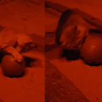 Even wild desert cats love catnip