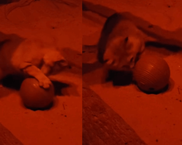 Even wild desert cats love catnip