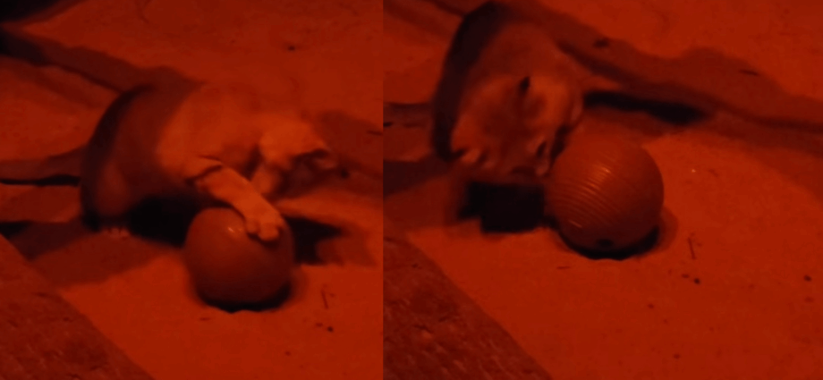 Even wild desert cats love catnip
