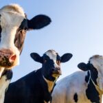 Cow tipping isn’t real and other myths about farm life