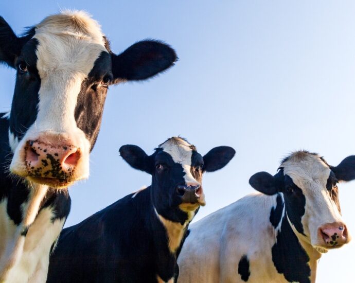 Cow tipping isn’t real and other myths about farm life
