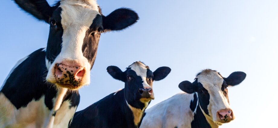 Cow tipping isn’t real and other myths about farm life