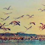 Power lines threaten Sri Lanka’s iconic migrant flamingos
