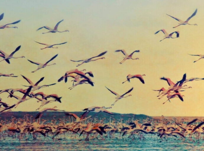 Power lines threaten Sri Lanka’s iconic migrant flamingos