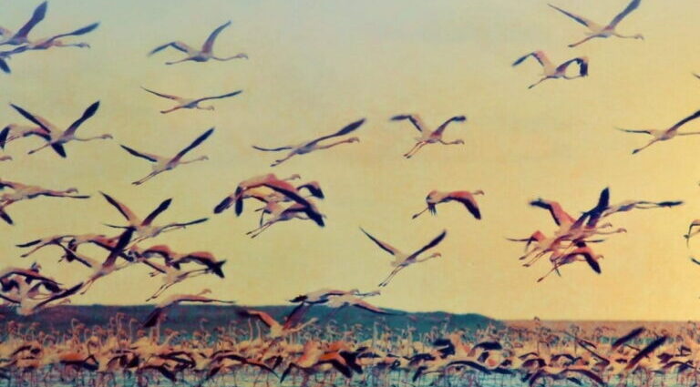 Power lines threaten Sri Lanka’s iconic migrant flamingos