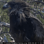 One of Jackie and Shadow’s chicks accidentally left the nest