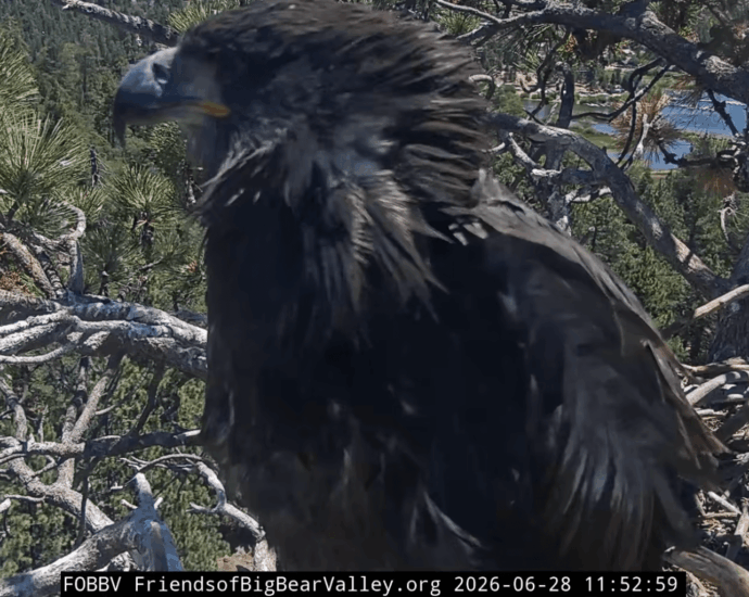 One of Jackie and Shadow’s chicks accidentally left the nest