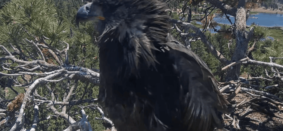 One of Jackie and Shadow’s chicks accidentally left the nest