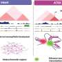 Common brain cancer mutation changes DNA shape to drive progression, exposing therapeutic target