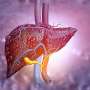 Link between liver fibrosis in MASLD, ASCVD varies by glycemic status
