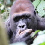 Central African Republic’s Dzanga-Sangha tests the promise of wildlife tourism