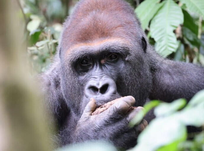 Central African Republic’s Dzanga-Sangha tests the promise of wildlife tourism