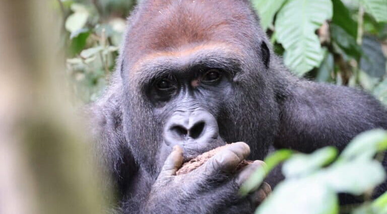 Central African Republic’s Dzanga-Sangha tests the promise of wildlife tourism