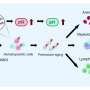 Gene mutations behind serious bone marrow conditions identified