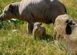 Rare Babirusa Piglet Born at Chester Zoo Is the Size of a Grapefruit and Offers Hope for a Vulnerable Species