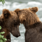 Don’t worry, Katmai’s brown bears didn’t vanish from Brooks Falls