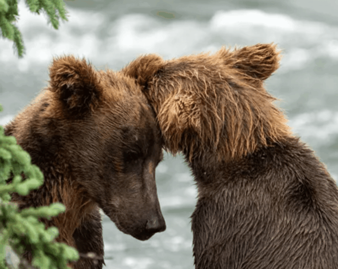 Don’t worry, Katmai’s brown bears didn’t vanish from Brooks Falls