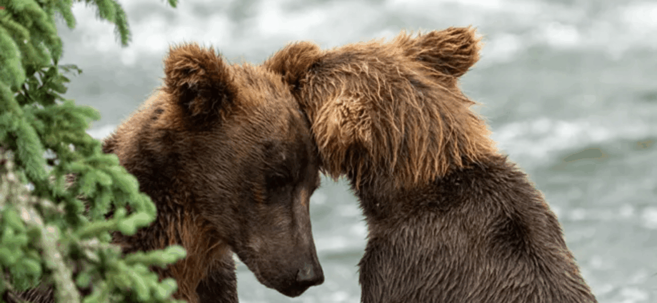 Don’t worry, Katmai’s brown bears didn’t vanish from Brooks Falls