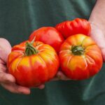 Is It Safe to Eat a Split Tomato?