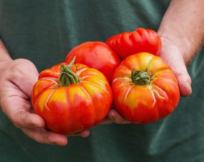 Is It Safe to Eat a Split Tomato?