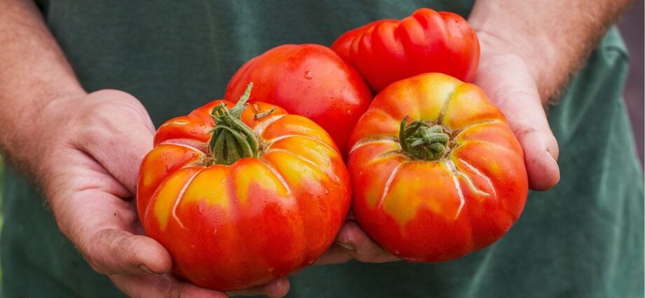 Is It Safe to Eat a Split Tomato?