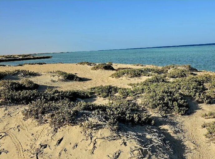 Egypt’s deserts show why ecological knowledge matters in conservation (commentary)