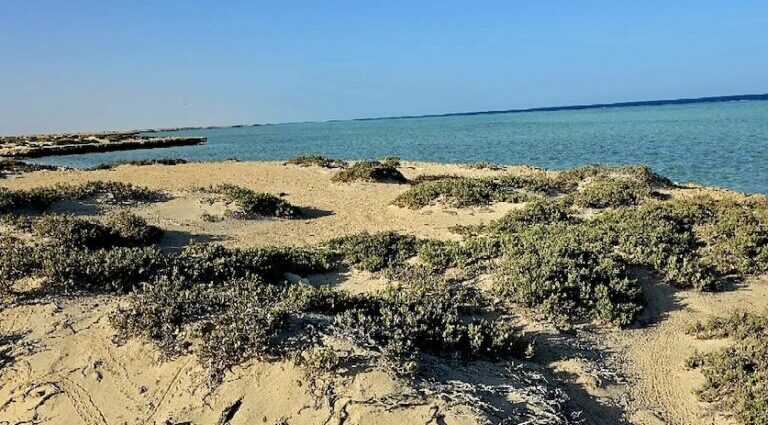 Egypt’s deserts show why ecological knowledge matters in conservation (commentary)