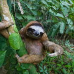 Criminal probe clears Sloth World of criminal neglect in deaths of 57 animals