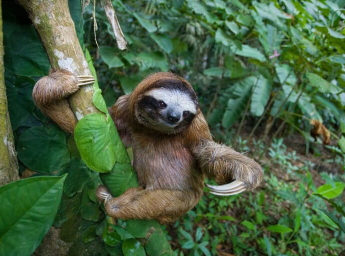 Criminal probe clears Sloth World of criminal neglect in deaths of 57 animals