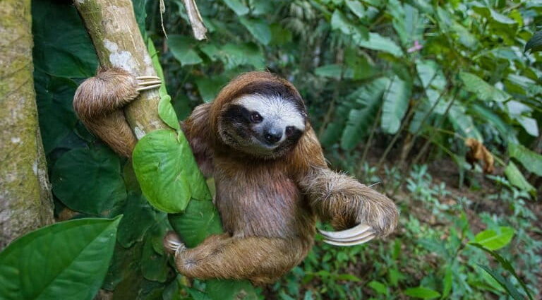Criminal probe clears Sloth World of criminal neglect in deaths of 57 animals