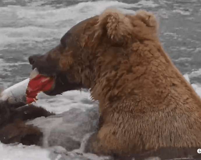 Meet Bucky Dent, one of Katmai’s most innovative fish-finder