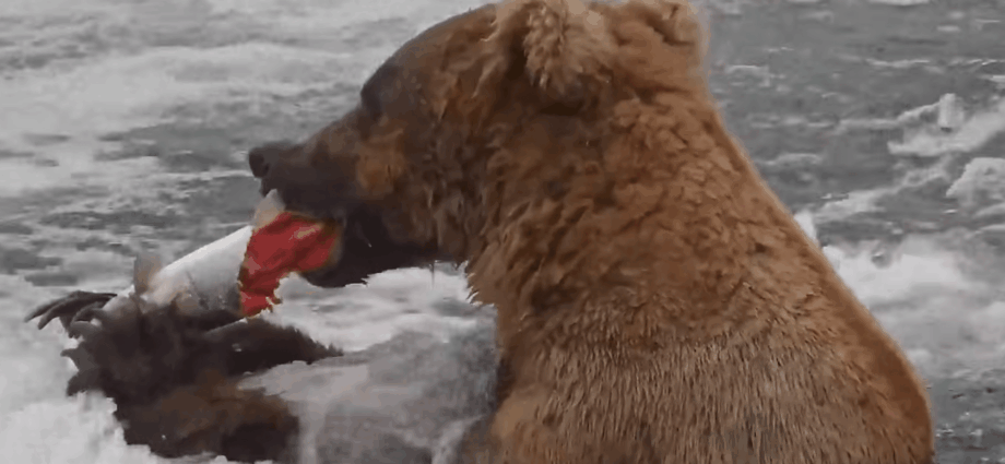Meet Bucky Dent, one of Katmai’s most innovative fish-finder