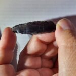 Oddly etched Neolithic arrowheads baffle archaeologists in Turkey