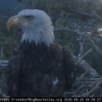 Kaydee the bald eagle visits Shadow’s nest with a feather in her nostril